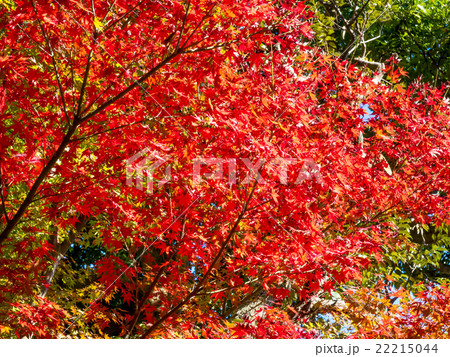 写真素材: red maple leaves in autumn 全て表示