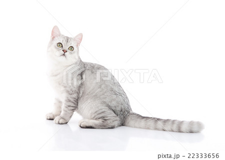 写真素材 cute british shorthair kitten sitting