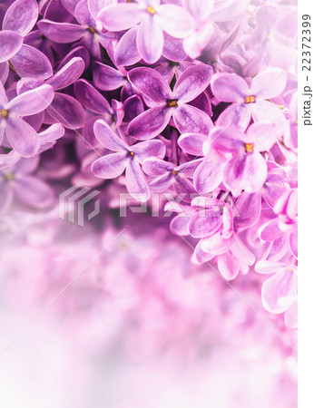 purple lilac bouquet of purple lilacs.