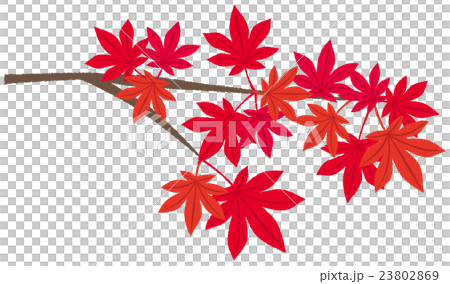 插图素材: 枫叶秋叶图片