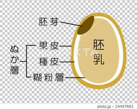 插图素材 糙米