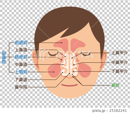 插图素材: 鼻子机构的结构 查看全部