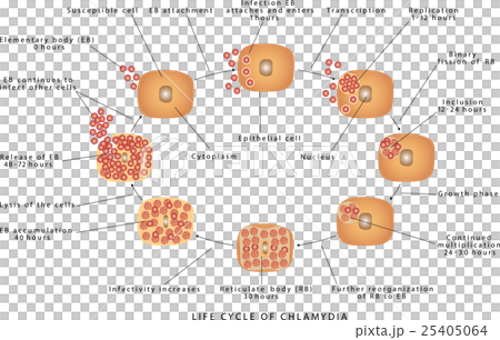 插图素材: chlamydia trachomatis