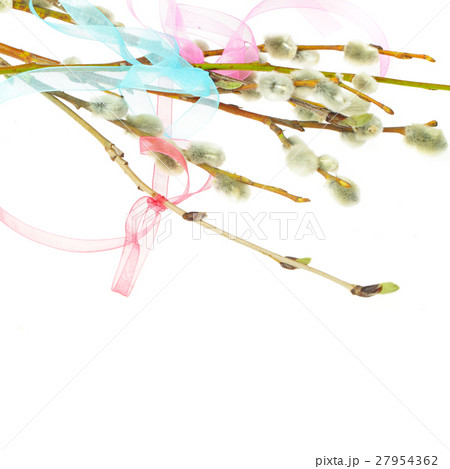 Ribbon And Spring Pussy Willow Twigs On Background Pixta