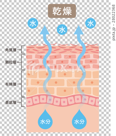 插图素材: 皮肤水分乾燥皮肤