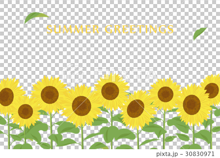 植物_花 向日葵 插图 夏季贺卡 向日葵 矢量 首页 插图 植物_花