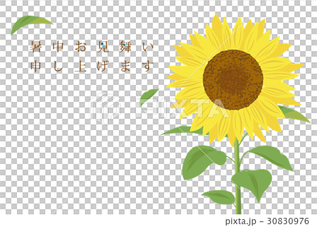 植物_花 向日葵 插图 向日葵的炎热的夏天模板 首页 插图 植物_花