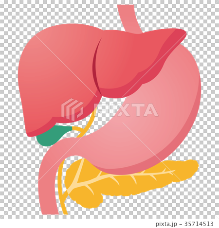 插图素材: 内脏 肝脏 胃