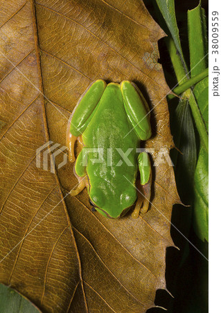 Jerdon s tree frog Hyla annectans Kivikhuの写真素材 38009559 PIXTA