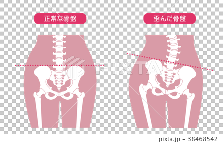 插图素材: 人体骨骼腰部粉红色