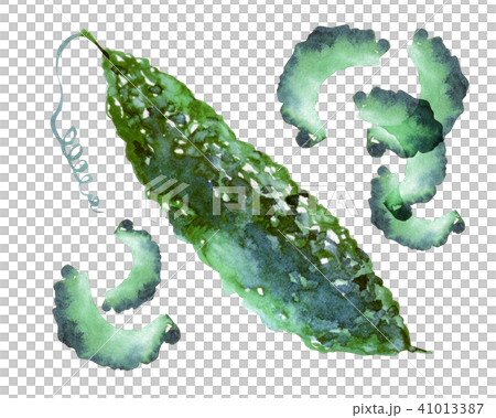 苦瓜 蔬菜 水彩画