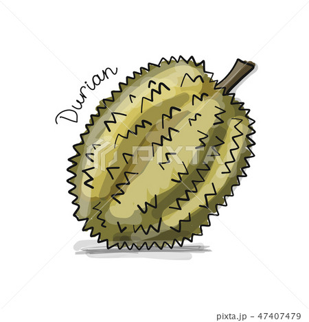 Durian Sketch For Your Design Pixta