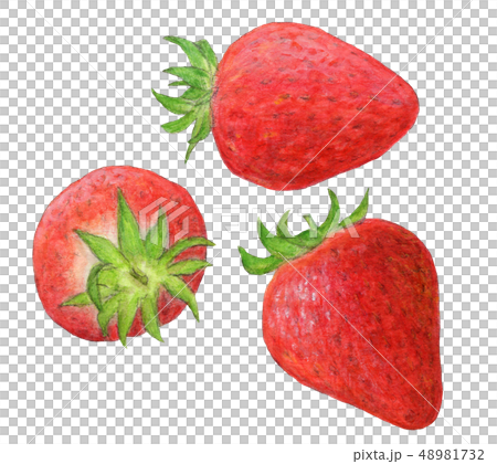 插图素材: 3个草莓手拉的水彩