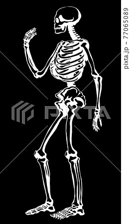 Human Skeleton Vector Schematic Drawing Pixta