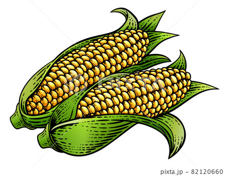 Corn Vegetable Vintage Woodcut Illustration Pixta