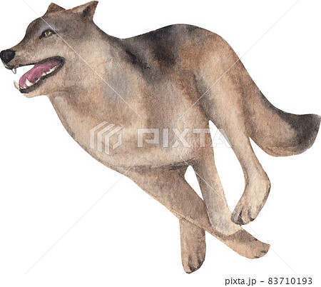 Watercolor Grey Wolf Isolated On White Hand Pixta