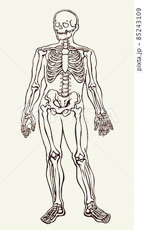 Human Skeleton Vector Schematic Drawing Pixta