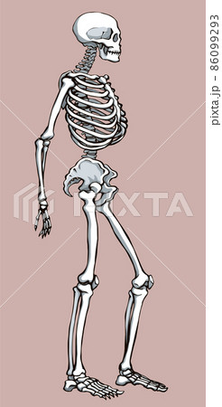 Human Skeleton Vector Schematic Drawing Pixta