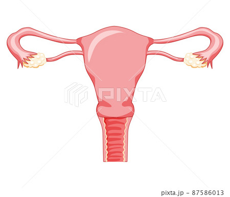 Female Reproductive System Vagina Frontal View