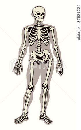 Human Skeleton Vector Schematic Drawing Pixta