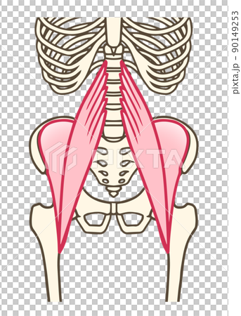 Iliopsoas Psoas Major Iliacus Hip Flexion Stock Illustration