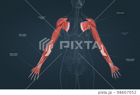 Female the pectoralis major latissimus dorsi のイラスト素材 98607052 PIXTA