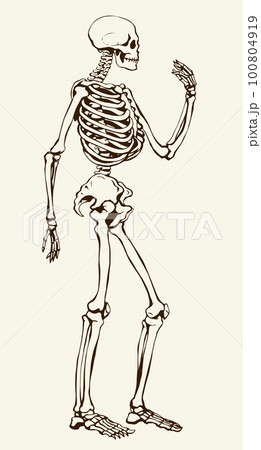 Human Skeleton Vector Schematic Drawing Pixta