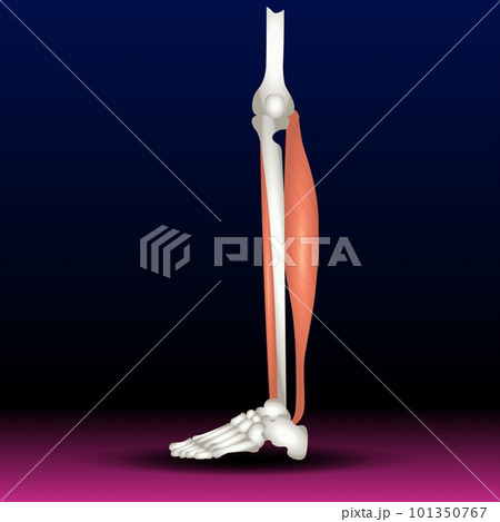 Peroneus Tertius Leg Muscle With Longus And Pixta