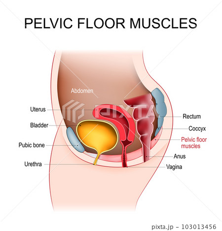 Pelvic floor muscles Female Pelvic diaphragmのイラスト素材 103013456 PIXTA