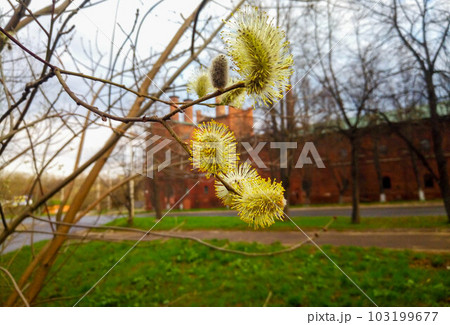 Amazing flowering pussy willow branches close の写真素材 103199677 PIXTA