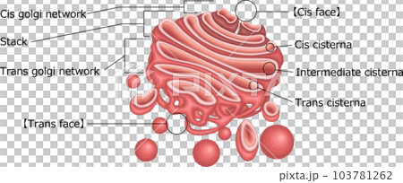 Golgi Apparatus Structure Illustration English Stock Illustration