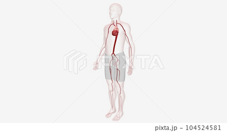 Arteries are strong muscular blood vessels のイラスト素材 104524581 PIXTA