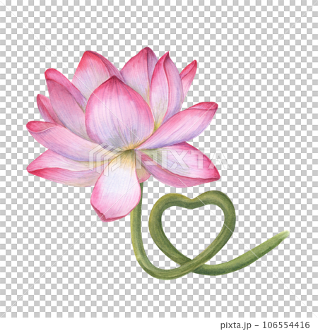 Pink Lotus flower with stem curving in the のイラスト素材 106554416 PIXTA