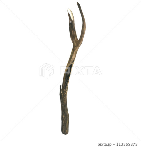 Watercolor illustration of a dry tree branch のイラスト素材 113565875 PIXTA