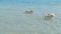 影片素材: a dogs runs into a sea water on a beach. labrador