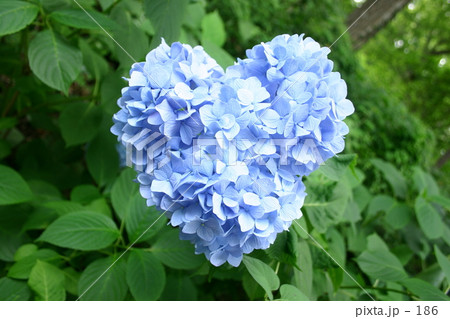 Love 186