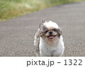シーズー？！ 1322