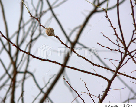 カマキリノタマゴ カマキリノタマゴ 1757