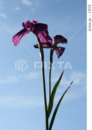 花菖蒲と青空 1956