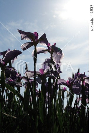 花菖蒲 1957
