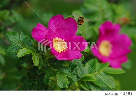 はまなすの花とくまんばち 3493