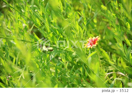 赤い花 赤い花 3512