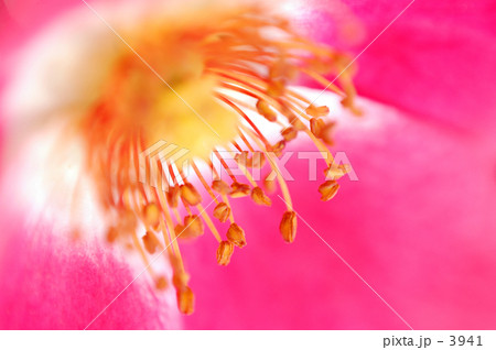 薔薇 3941