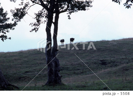 なんとなく非現実的な牧場 5508