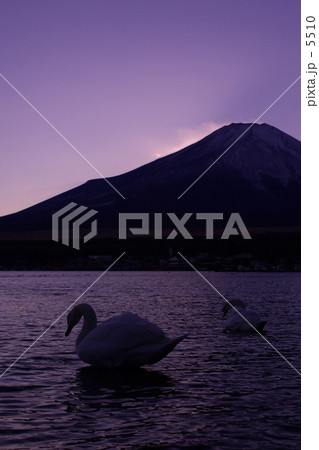 白鳥の湖～富士借景 5510