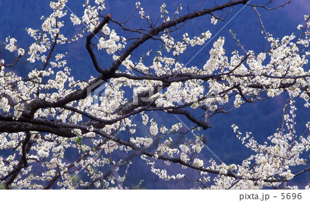 スモモの花 5696