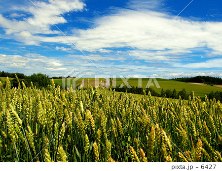 バッタの視線 6427