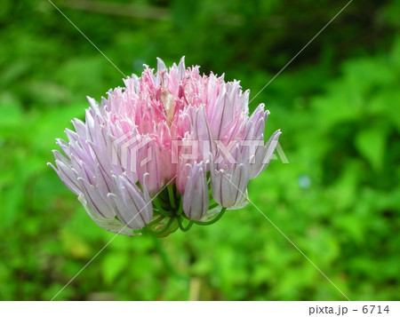 宙に浮かぶ花 6714