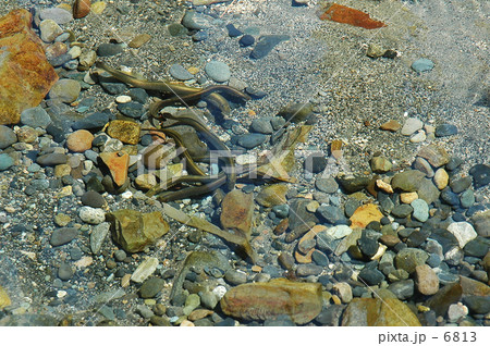 ヤツメウナギの産卵 6813