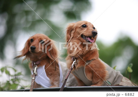 仲良しの犬 仲良しの犬 6882